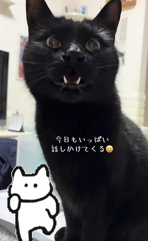 お座りをして口を開けている猫