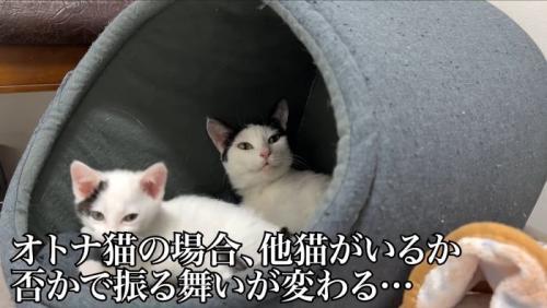 見守る大人猫