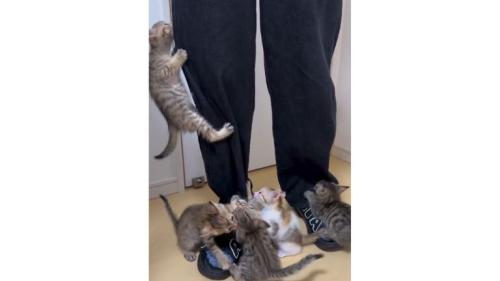 人の脚と子猫たち