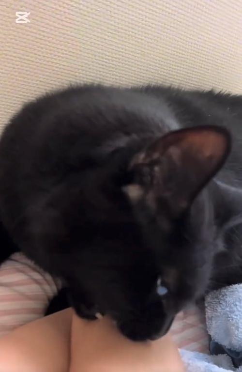 飼い主の腕に噛みついている猫
