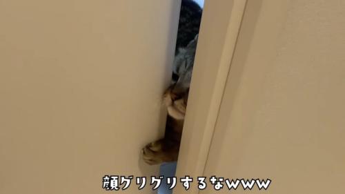 「顔グリグリするなｗ」のテロップ写真