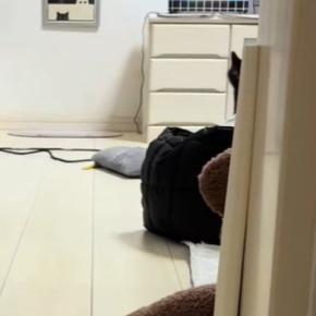 部屋の奥のほうにいた猫→名前を呼んだら『すぐに反応』して…キュンとくる光景に2万いいね「ステップが軽やかw」「なんですかーってw」
