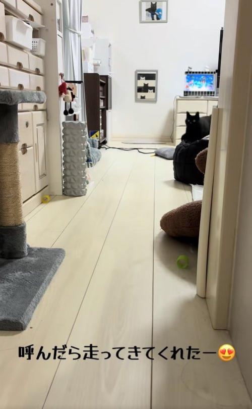 リビングの奥にいる黒猫(下半身見切れ)