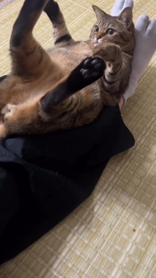 仰向けの猫