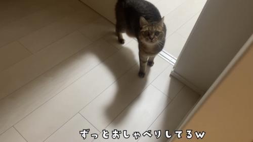 「ずっとおしゃべりしてるｗ」のテロップ写真