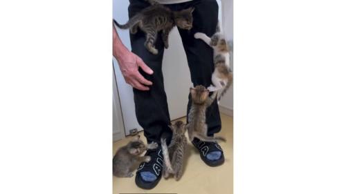 人の脚と子猫たち