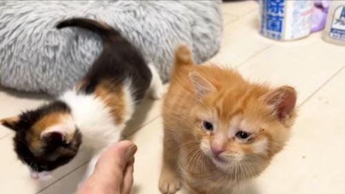 お出迎えする子猫