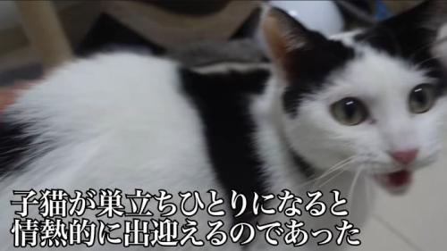 お出迎えする大人猫