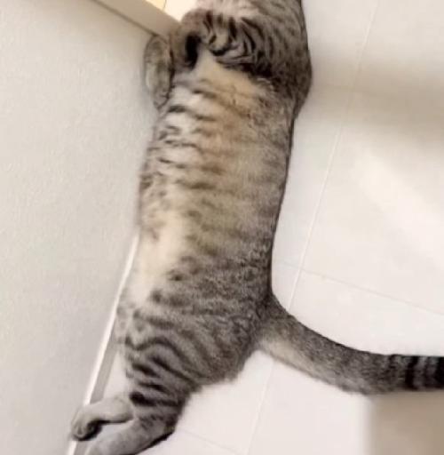 寝転がる猫