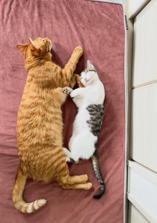 向かい合って寝る猫