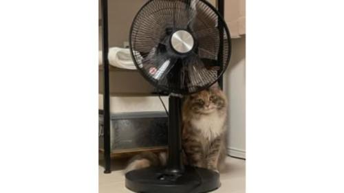 室内にいる猫
