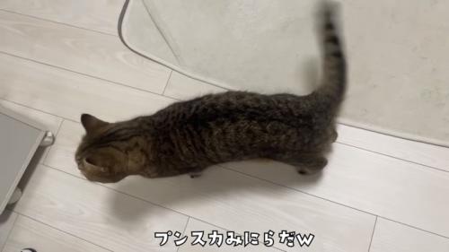 「プンスカみにらだｗ」のテロップ写真