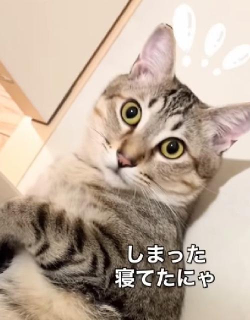 目が泳ぐ猫