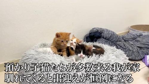 猫団子になる子猫