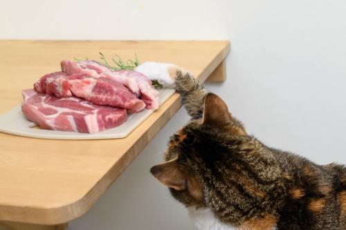 テーブルの上の肉に手を伸ばす猫