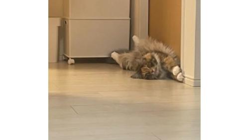 室内にいる猫
