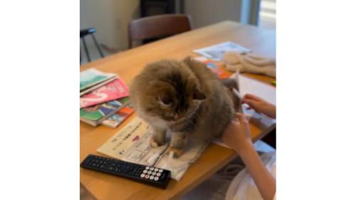 テーブルの上の猫