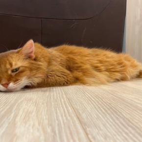 猫が『疲労感』を抱えているサイン5つ 考えられる原因や回復のためにできることまで