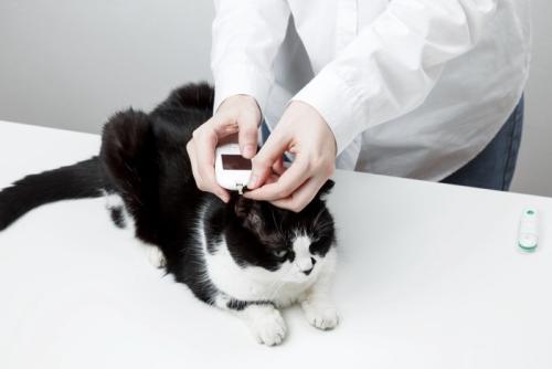 診察台の上の猫