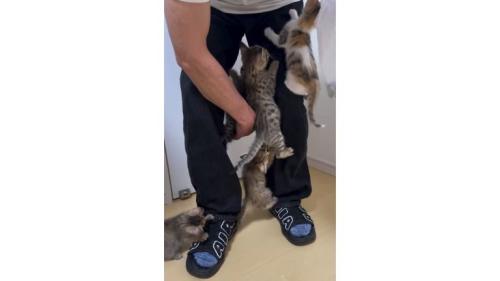 人の脚と子猫たち