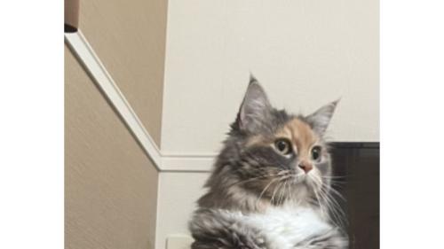 二足立ちしている猫