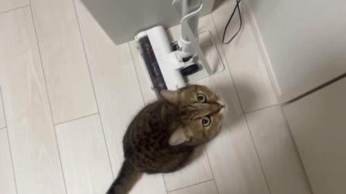 見上げる猫の写真1