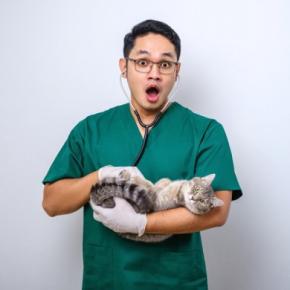 猫がやりかねない『想定外の問題行動』4選 油断できない理由や思わぬ事故の予防策