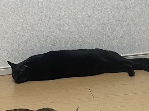 床で寝そべっている黒猫