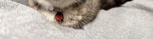 猫の手