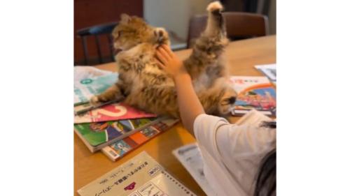 テーブルの上の猫