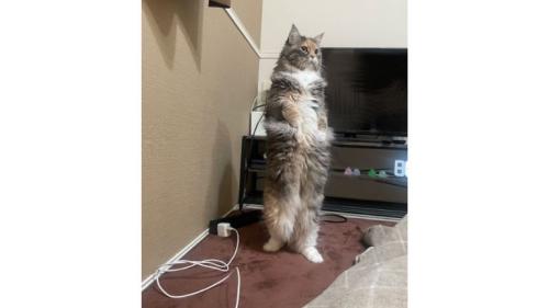 二足立ちしている猫