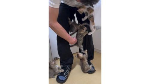 人の脚と子猫たち