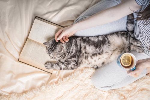 脚の間で読書を邪魔する猫