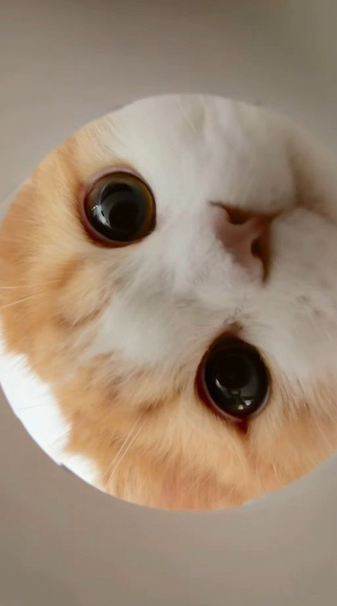 穴をのぞく子猫