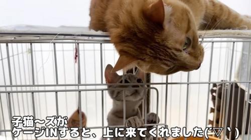 ケージの中の子猫とケージの上に乗っている猫