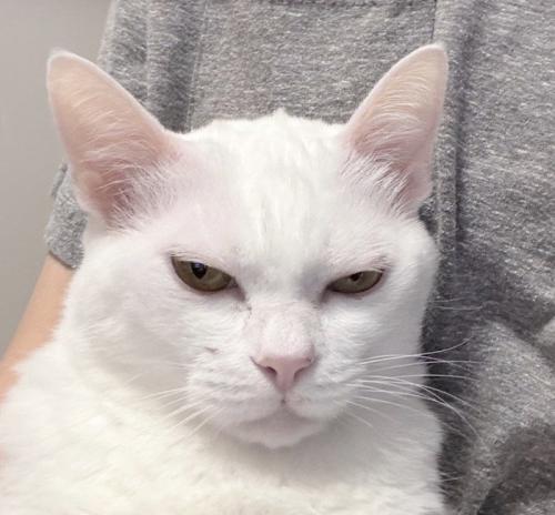 目を細めてカメラを見つめる猫