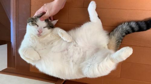 頭を撫でられて目を閉じる猫