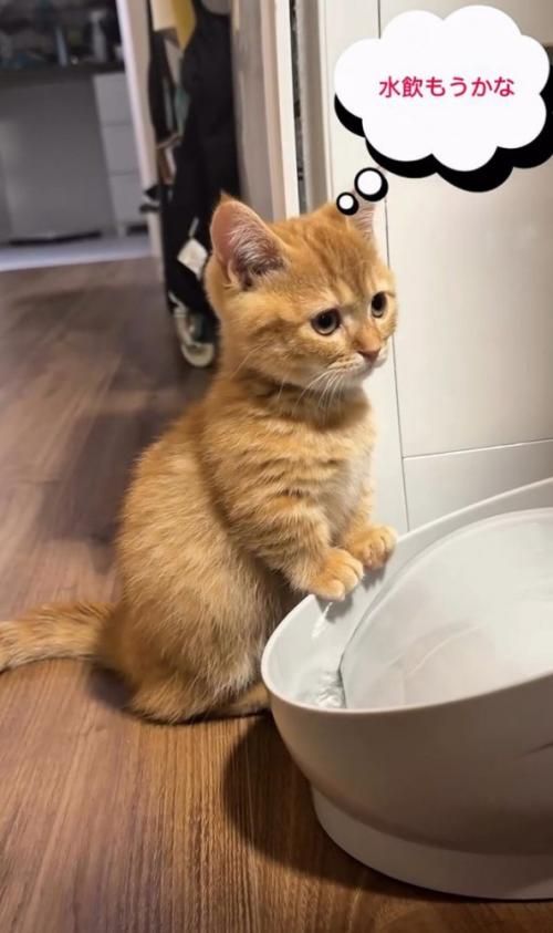 「水飲もうかな」と書かれた写真
