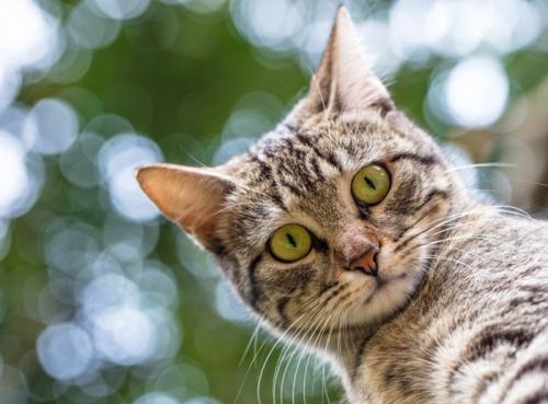 真顔で見下ろす猫