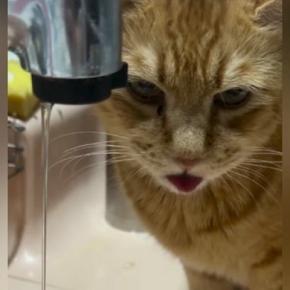 蛇口から出る水を飲もうとした猫→舌を動かすも…思わず笑ってしまう『あと少し』の光景に4万いいね「もう最高にかわいい」「久々に笑えた」