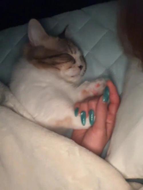 前足を握ってもらう猫