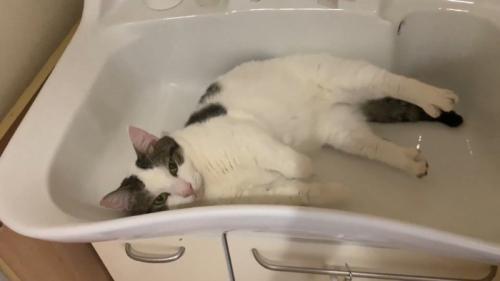 洗面シンクの中の猫