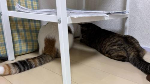 椅子の下にいる猫
