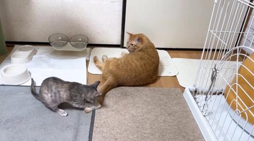 しっぽで遊ぶ子猫と遊ばせる猫