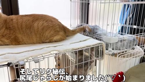 ケージの中の子猫とケージの上に乗っている猫