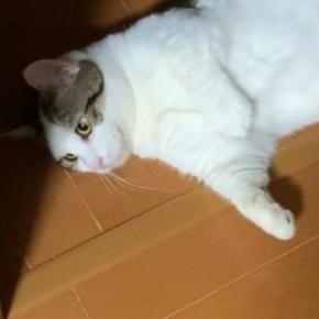 『計算して落ちてる?』家中のあらゆる場所で『寝転ぶ猫』が35万再生「猫が落ちている日常w」「みんなを笑顔にしたいのかな」