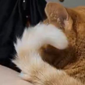 足を伸ばしてくつろいでいたら、猫が『しっぽ』を使って…可愛すぎる行動に4万いいね「お返ししてるのかな」「まるで母のよう」