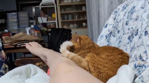 椅子に寝転がっている飼い主の近くに座る猫