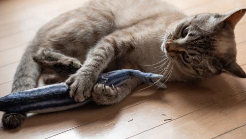 魚のおもちゃをける猫
