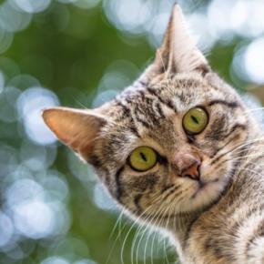 思わずゾクッとする『猫の奇妙な行動』3選 何かを感じ取っている?謎めいた仕草の理由とは